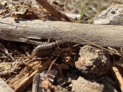Cyphoderris