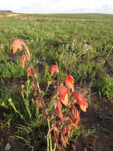 Gladiolus dalenii subsp. andongensis image