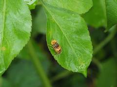 Eristalinus arvorum