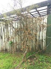 Sophora microphylla