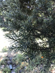 Saxegothaea conspicua