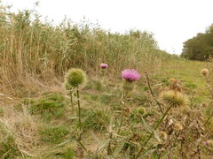 Cirsium ciliatum
