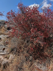 Muellerina eucalyptoides
