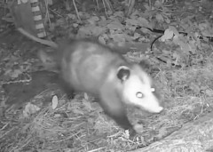 Didelphis virginiana