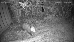 Didelphis virginiana