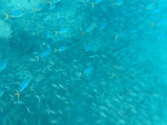 Ocyurus chrysurus