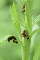 Formica dakotensis