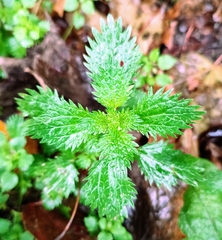 Urtica urens
