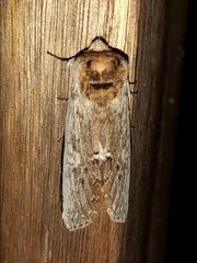 Lirimiris auriflua