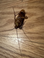 Periplaneta americana