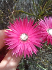 Phaenocoma prolifera