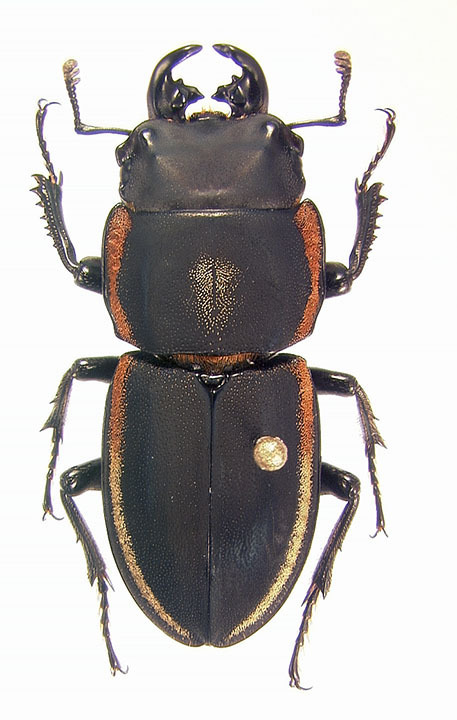 Erichius franzae