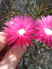 Phaenocoma prolifera