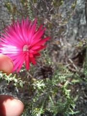 Phaenocoma prolifera