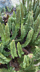 Polystichum lemmonii