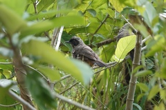Pterorhinus perspicillatus