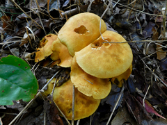 Gymnopilus junonius