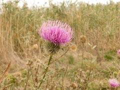 Cirsium ciliatum