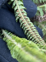 Polystichum lemmonii
