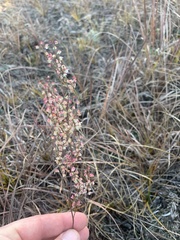Polygonella articulata