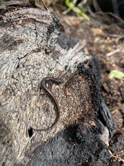 Eurycea quadridigitata