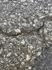 Araneomorphae