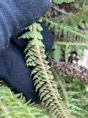 Polystichum lemmonii