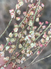 Polygonella articulata