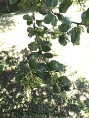Cryptocarya alba