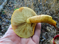 Gymnopilus junonius