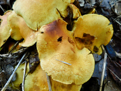 Gymnopilus junonius