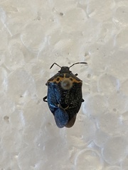 Cosmopepla conspicillaris