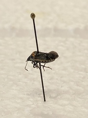 Cosmopepla conspicillaris