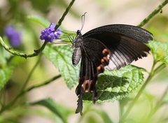 Papilio paris
