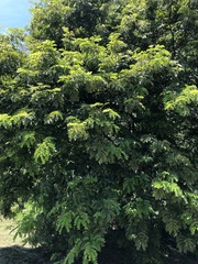 Paubrasilia echinata