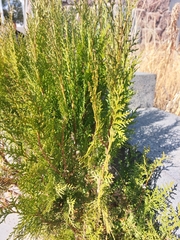 Platycladus orientalis