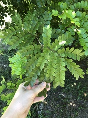 Paubrasilia echinata