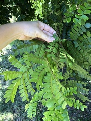 Paubrasilia echinata