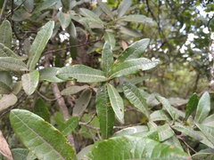 Quercus crassipes