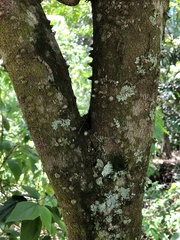 Paubrasilia echinata