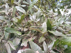 Quercus crassipes
