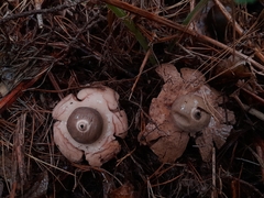 Geastrum triplex