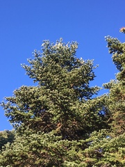 Abies cephalonica