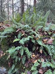 Polypodium vulgare