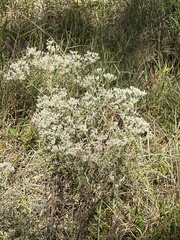 Eupatorium hyssopifolium