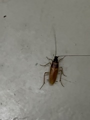 Supella longipalpa