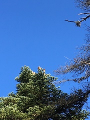 Abies cephalonica