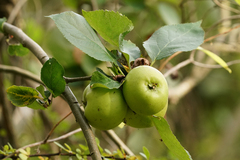 Malus