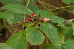 Rubus caesius