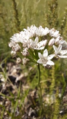 Allium ramosum